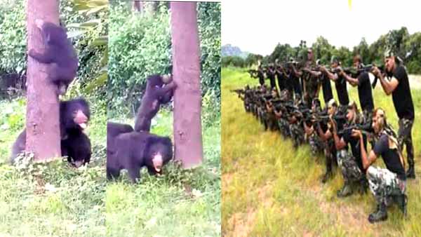 ट्रेनी जवानों के मेस, ऑफिस तक पहुंच रहे भालू