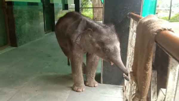 रेस्ट हाउस में सुस्त नजर आ रहा है नन्हा हाथी