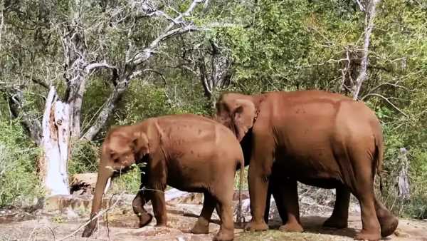 वन मंत्री अकबर ने देखरेख के दिये थे निर्देश