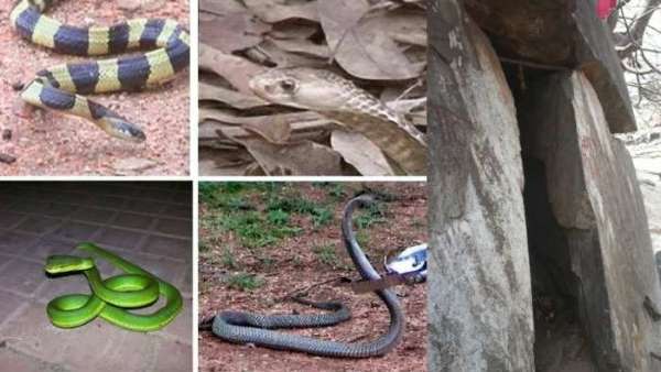 नागलोक के नाम से मशहूर है तपकरा क्षेत्र