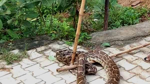 जौनपुर में नीलगाय के बच्चे को बनाने वाला था निवाला