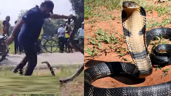 देखा 12.5 का कोबरा, कांप गई रूह 