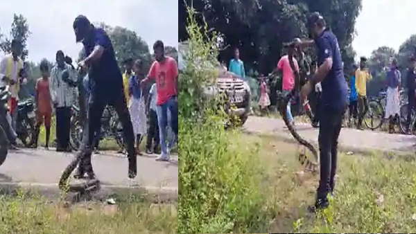 किंग कोबरा का काटा नहीं मांगता पानी,बड़ी मुश्किल से पकड़ा सांप 