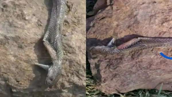 बच्चे को इसलिए आया गुस्सा, सांप से लिया बदला