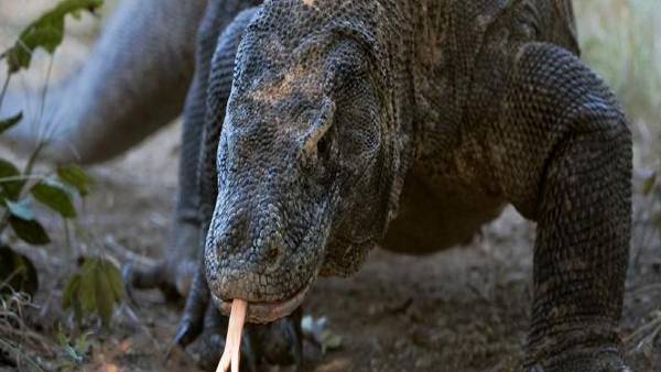 लुप्तप्राय चीवों की सूची हैं कोमोडो ड्रैगन