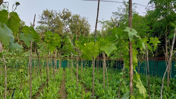  मल्टीलेयर तकनीक में लगाते हैं, हल्दी के साथ चार अन्य उपज भी लेते हैं