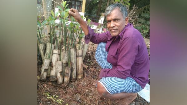 हवस की भेंट चढ़े मैंग्रोव 