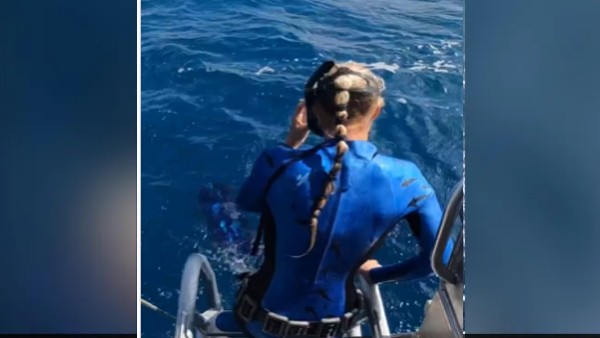 शार्क ने मारा झपट्टा