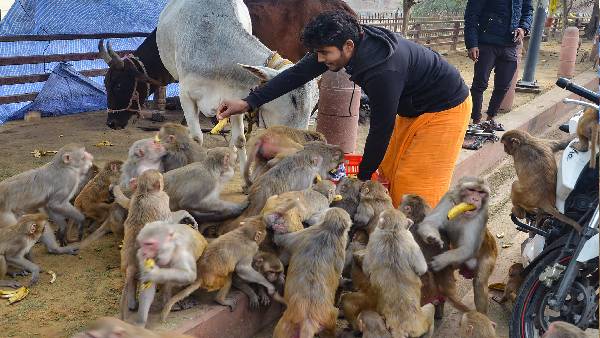 इतनी बड़ी जमीन आखिर बंदरों के पास कैसे हैं?
