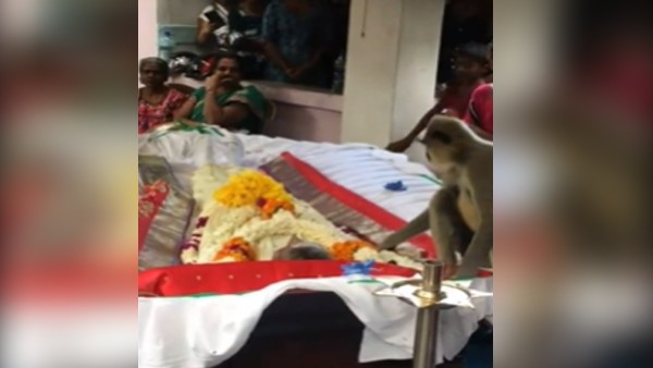 'दोस्त' के शव के पास बैठा लंगूर, हटाने से भी नहीं हटा 'दोस्त' के शव के पास बैठा लंगूर, हटाने से भी नहीं हटा