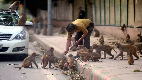 बंदरों को पहले दिया जाता था उपहार