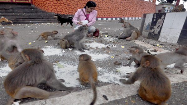 गांव में अब 100 बंदरों के घर