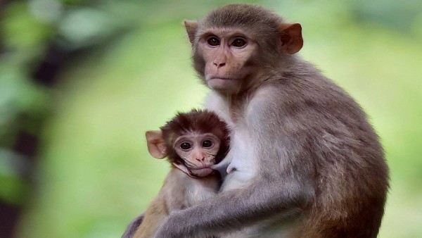 बंदरों के नाम 32 एकड़ जमीन रजिस्टर्ड