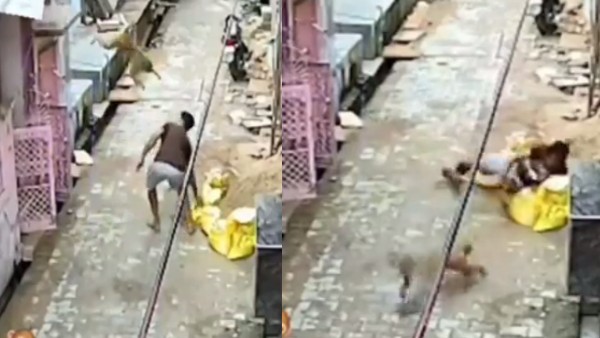 बंदर गुस्से में 'जॉन सीना' बना