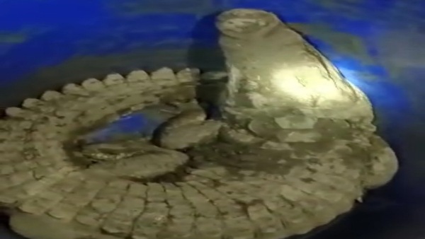 रात के अंधेरे में गांव में घुस गया मगरमच्छ