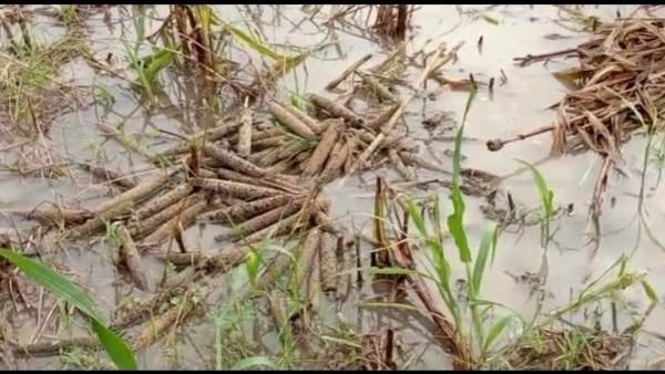 बारिश की वजह से किसानों की फसलों को हुआ है नुकसान