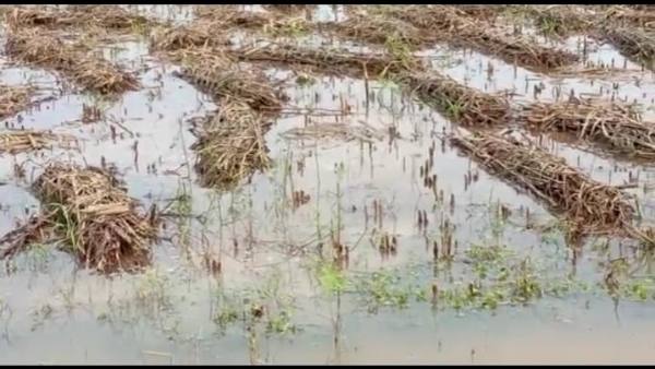 खेत-खलिहान सभी जगह भर गया पानी खेत-खलिहान सभी जगह भर गया पानी