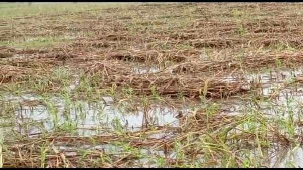 बाजरा, मूंग, तिल और सरसों की फसल को हुआ नुकसान बाजरा, मूंग, तिल और सरसों की फसल को हुआ नुकसान
