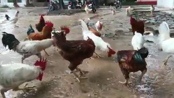 डिमांड देखते हुए दुकानदार ने मंगाए थे मुर्गे