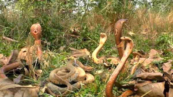 यहां हैं सांपों की 60 प्रजातियां,संरक्षण बनेगा स्नेक पार्क