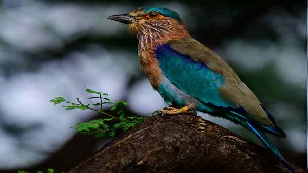 नीलकंठ दर्शन का महत्त्व