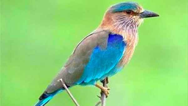 इन राज्यों का राज्य पक्षी है नीलकंठ