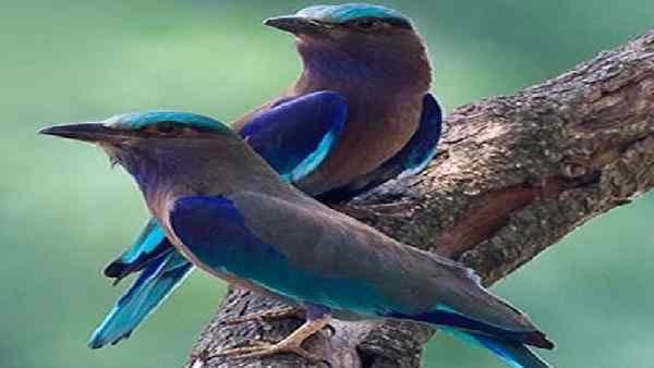 नीलकंठ की तलाश में कई दिन पहले घर छोड़ देता है मुस्लिम परिवार