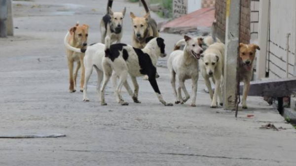 कुत्ते के हमले से बचने के लिए क्या करें ?