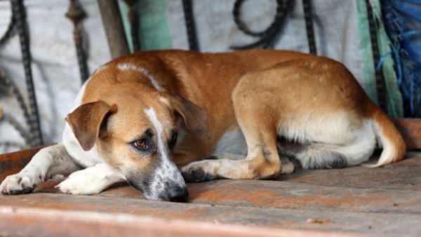 'भागो मत, चिल्लाओ मत और...'