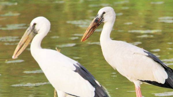 खतरे में ओपनबिल का अस्तित्व