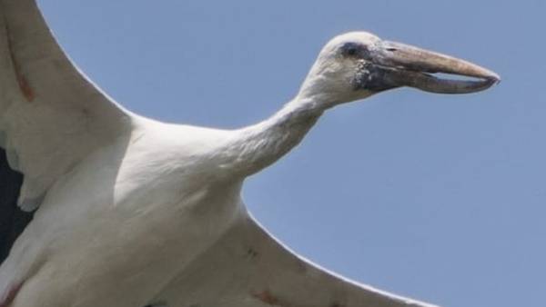 ओपनबिल को साइबेरियन पक्षी समझते हैं लोग