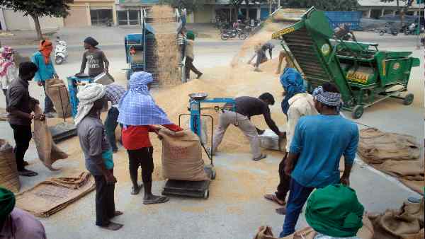 wheat-exports-more-than-doubled-despite-ban-reaching-1-487-million-dollar