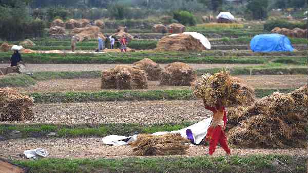 फसल पकने के दौरान बारिश से नुकसान की आशंका