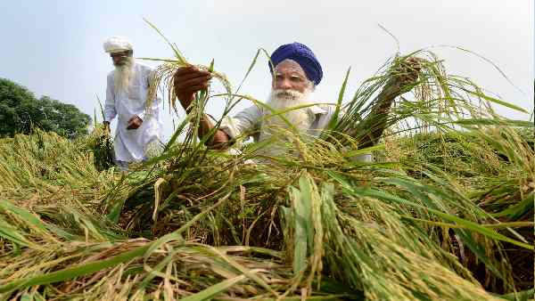 उत्तर प्रदेश में बारिश ने बढ़ा दी है चिंता