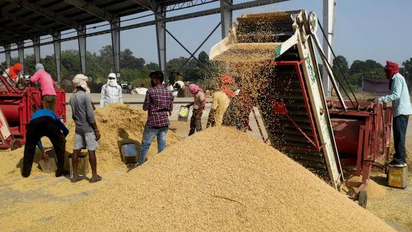 paddy procurement in punjab: More than 100 lakh metric tonnes of paddy has been bought from the farmers