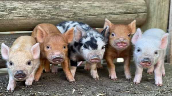 छोटे स्तर पर शुरू किया काम, बिहान ने दिया प्रशिक्षण