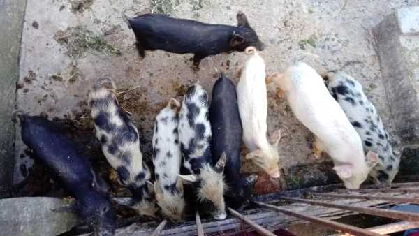 NGGB योजना में किया जा रहा शामिल