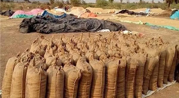 Punjab government arrangements for procurement, lifting and payment of paddy,