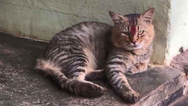 बिल्ली का बच्चा समझकर पकड़ा निकला अजगर