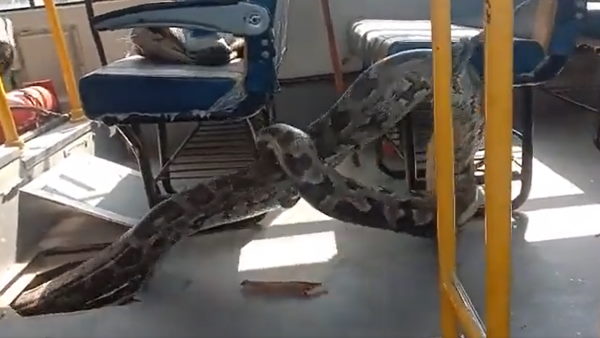 खड़ी बस में घुसकर बैठ गया था अजगर