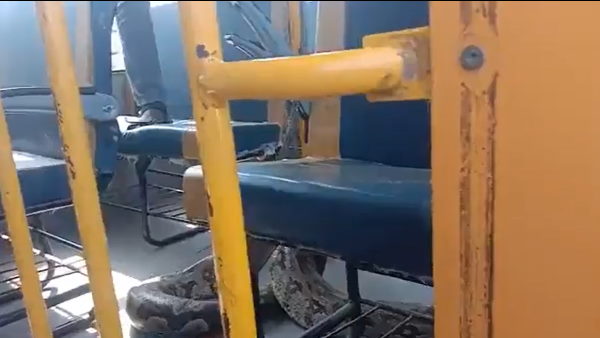 एक घंटे की मशक्कत के बाद निकाला गया अजगर