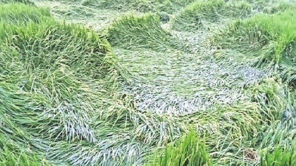 फसलों को नुकसान