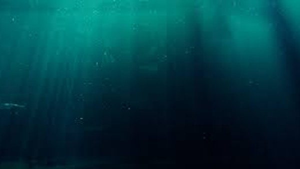 150 मीटर नीचे तक फैला मछलियों का संसार