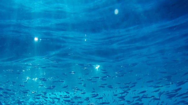 कोरल रीफ के बीच मछलियों का बसेरा