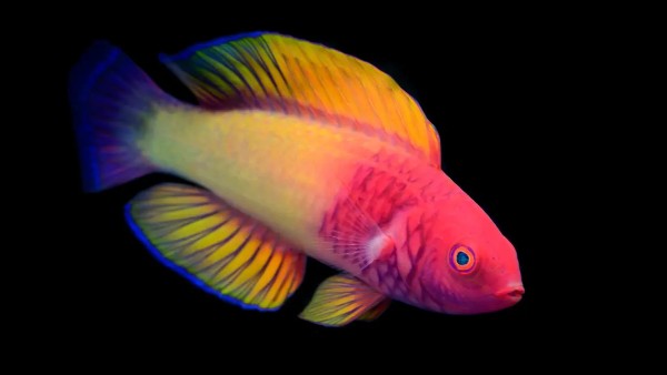  मादा पैदा होकर बन जाती है नर 