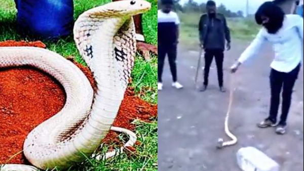 Albino Cobra के नाम भी जाना जाता है ये सफेद नाग