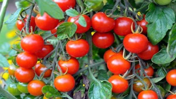 tomato farmers