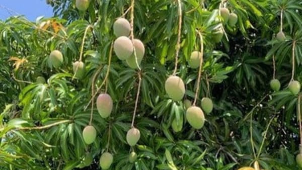 सुंदरजा आम का हब बनाने की कवायद में जुटा प्रशासन सुंदरजा आम का हब बनाने की कवायद में जुटा प्रशासन