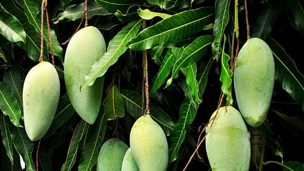 युवा पीढ़ी को जोड़ने के निर्देश युवा पीढ़ी को जोड़ने के निर्देश