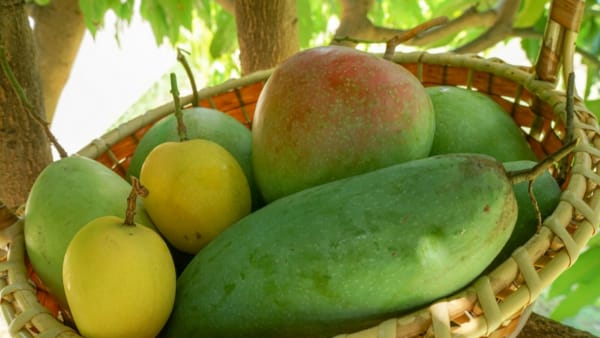 10 हजार सुंदरजा आम के पौधे उपलब्ध 10 हजार सुंदरजा आम के पौधे उपलब्ध